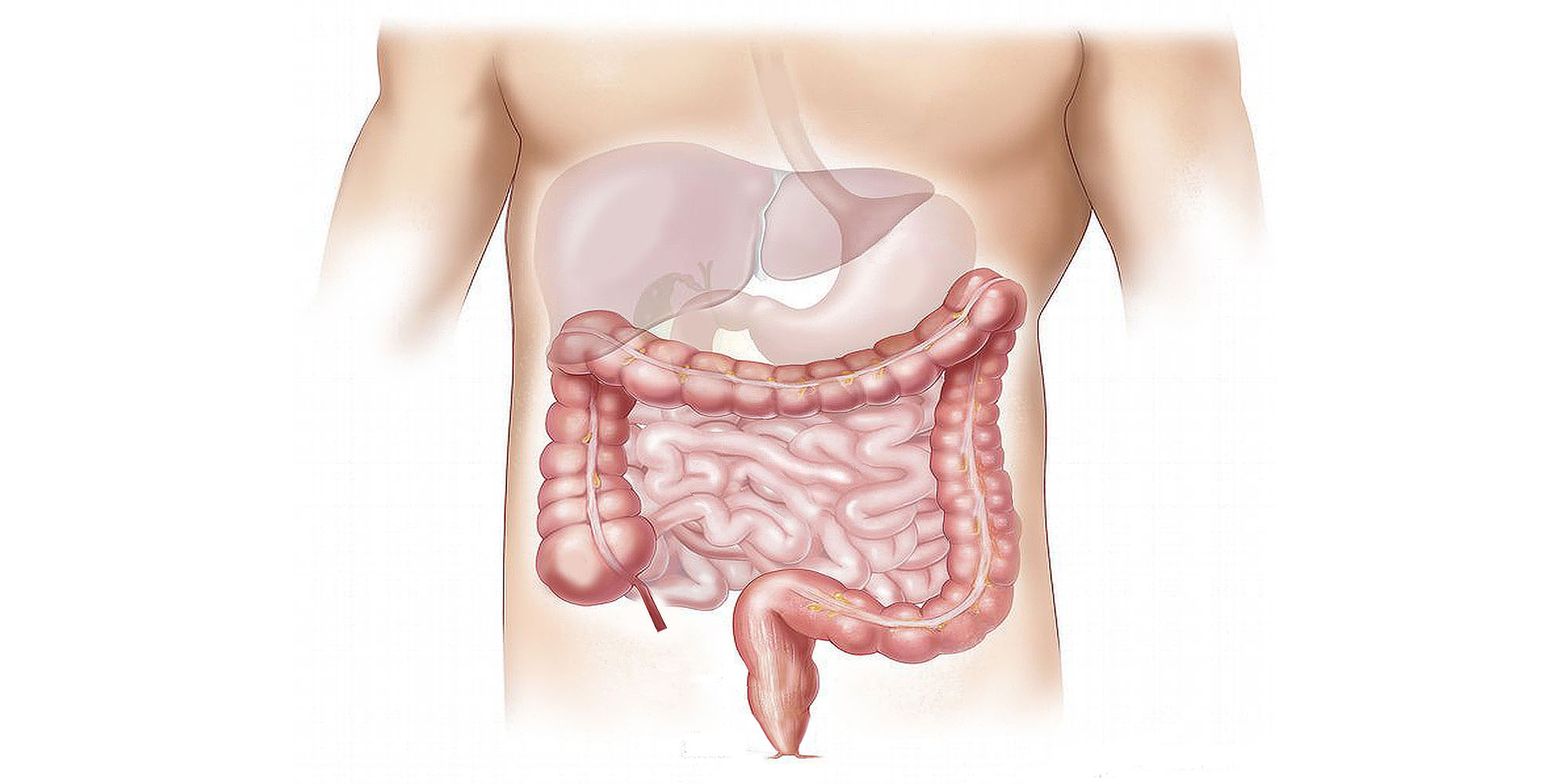 Gastro-entroloog MDL-arts omschrijving functie